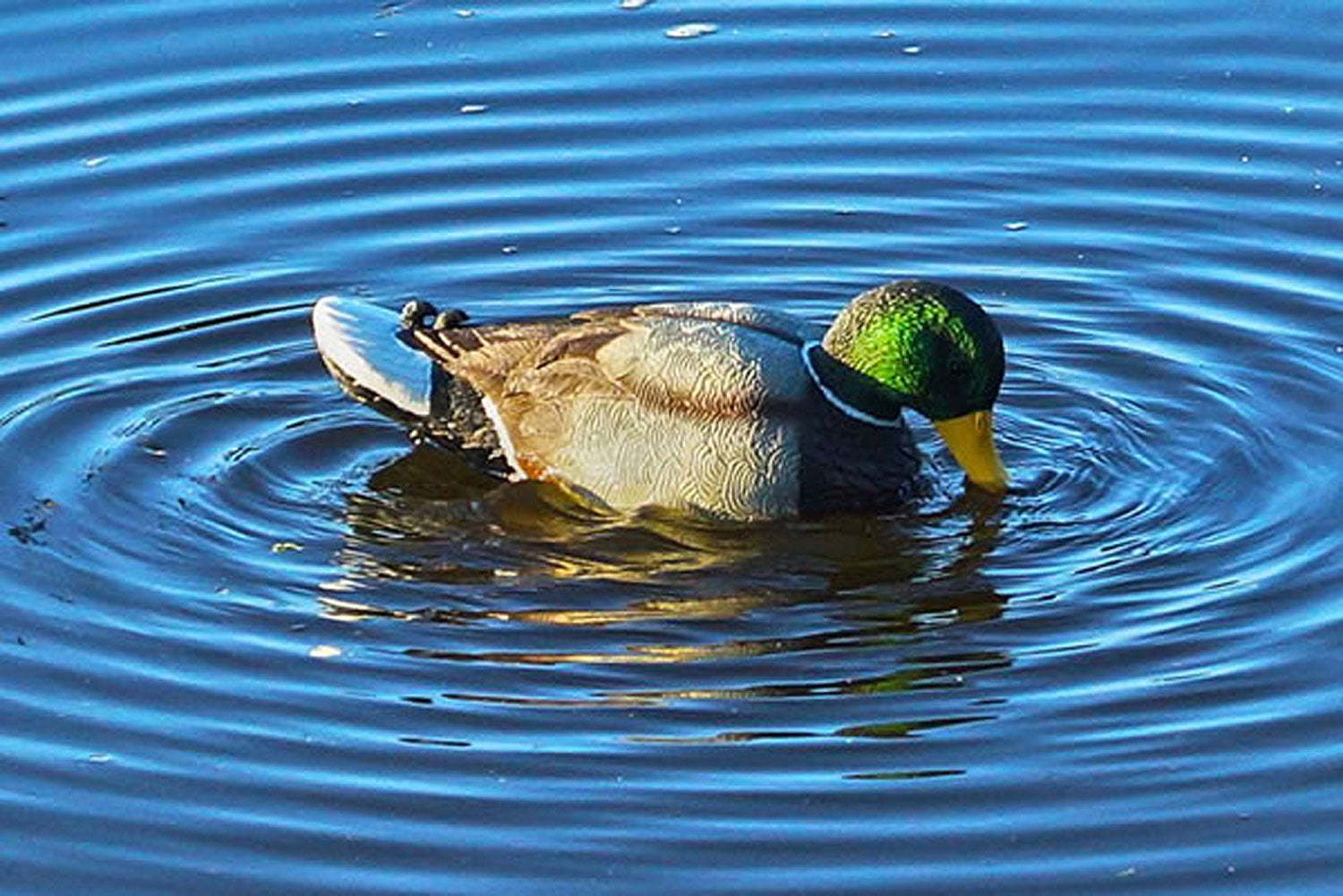 MOJO HW2443 RIPPLER DECOY