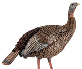 AVIAN AVXAVX8106   HDR HEN                  DECOY