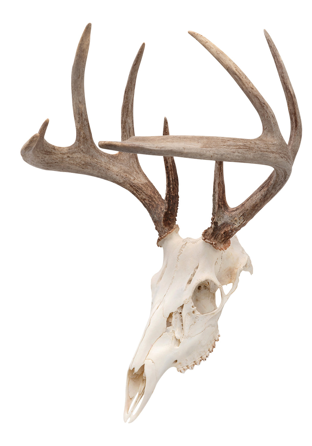 ALLEN 7222   EZ MOUNT SKULL PEG