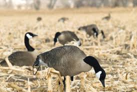 sx goose decoys